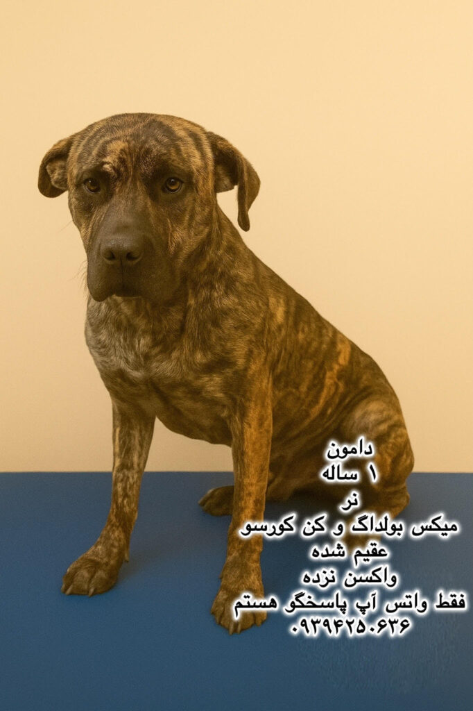 پسر یک ساله بولداگ – کن کورسو (دامون)