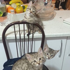 سه تا پبشی ملوسک