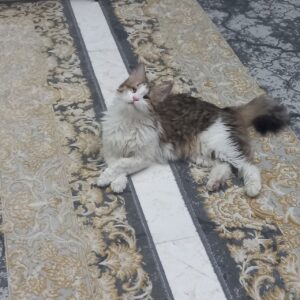 نبات دختر نابینا