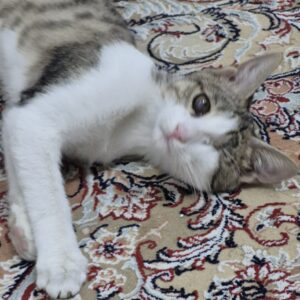 واگذاری فوری بچه گربه خیلی ملوس