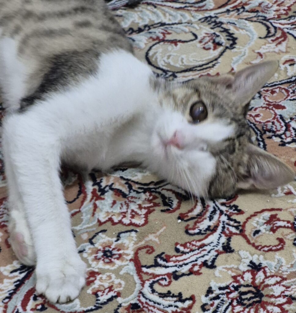 واگذاری فوری بچه گربه خیلی ملوس