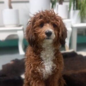 سگ فر فری قهوه ای