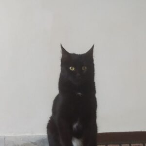 واگذاری فوری گربه