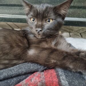 گربه dsh تمام مشکی