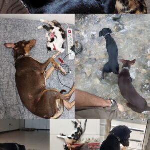 دوبرمن+سالوکی دوخواهر باهم