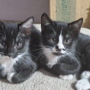 واگذاری رایگان بچه گربه به خانواده مسئول و عاشق حیوانات