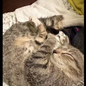 🐾 واگذاری آنجل خانم، گربه‌ی دوش‌‌گیر ایران! 🛁✨