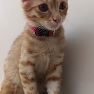 بچه گربه نارنجی