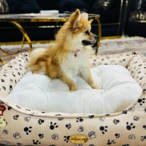 سگ پامر گمشده