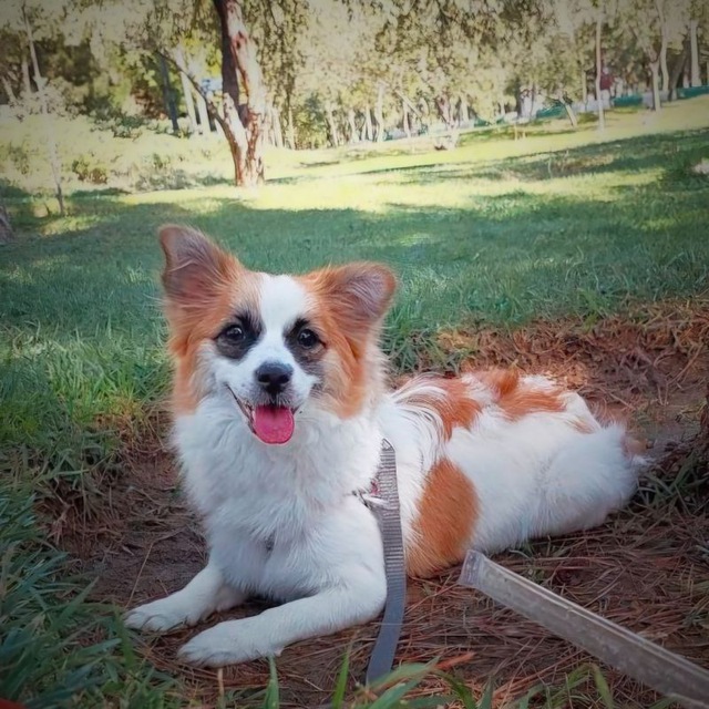 اشپیتز ۲ ساله