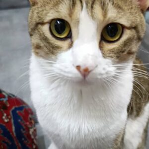 واگذاری گربه