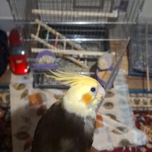 عروس هلندی گمشده