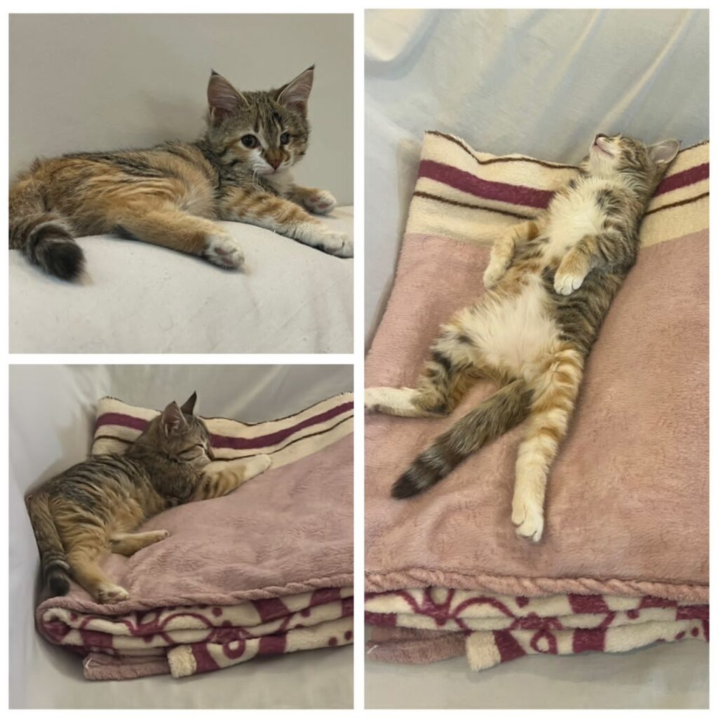 واگذاری بچه گربه ماده شیطون و بانمک