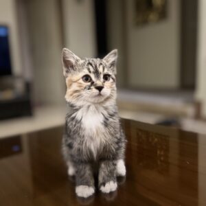 واگذاری بچه گربه نژاد DSH