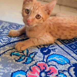 واگذاری گربه نارنجی