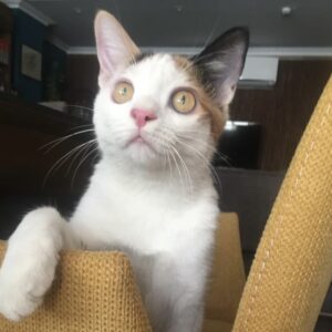 واگذاری گربه زیبا