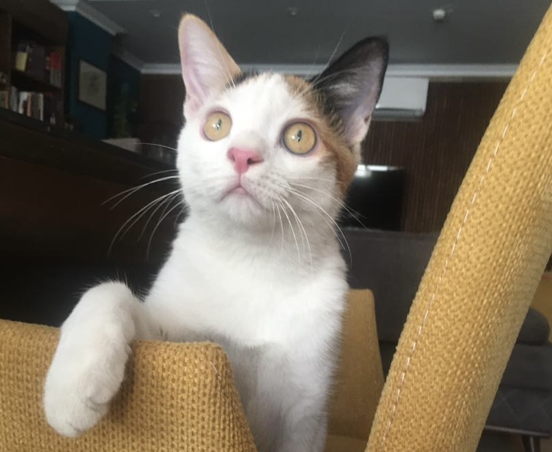 واگذاری گربه زیبا