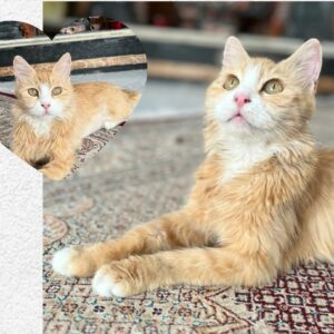 واگذاری عسل دختر آروم و زیبای ۴ ساله