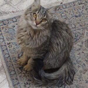 گربه پشمالو و بازیگوش