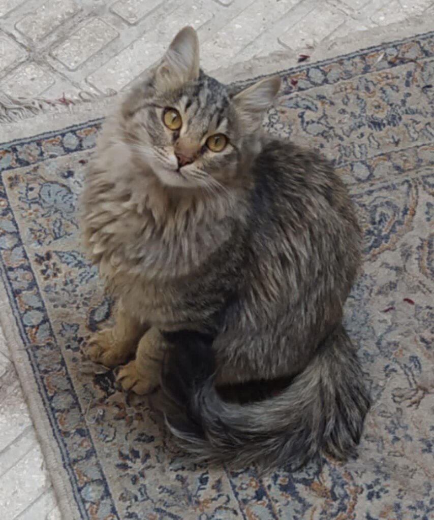 گربه پشمالو و بازیگوش