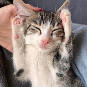 واگذاری سه بچه گربه زیبا و بغلی