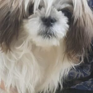 مژدگانی میلیونی شیتزو تریر نر «موکا»