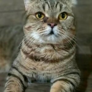 گربه جنتلمن