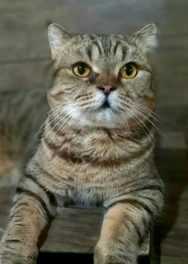 گربه جنتلمن