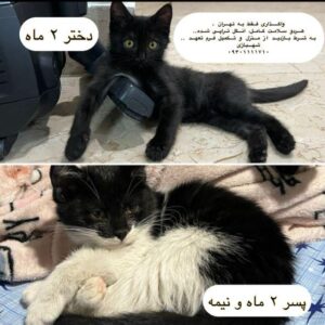 واگذاری گربه