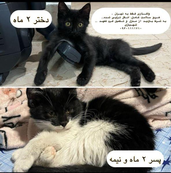 واگذاری گربه