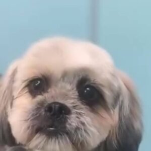 سگ ماده شیتزو