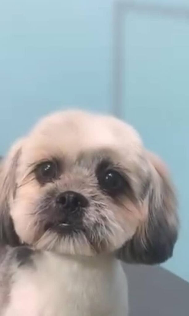 سگ ماده شیتزو