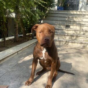 واگذاری امریکن پیتبول