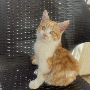 گربه نر ۵ماهه