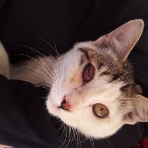 واگذاری گربه ۵ ماهه نر