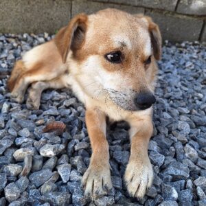 سگ ۱/۵ساله کوچولو(پسر)