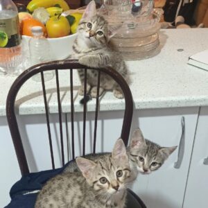 سه تا پیشی عروسک