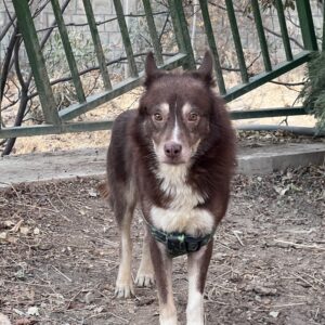 واگذاری رایگان