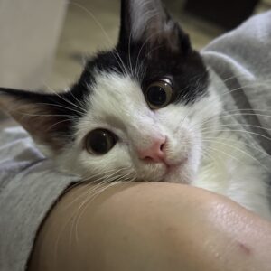 گربه ۴ ماهه ماده