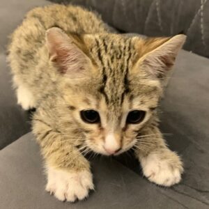 نازگل دختر  ۴ماهه مهربون بعلی وقتی دوهفته بود ازمامانش جداش کردنسلامت سلامت