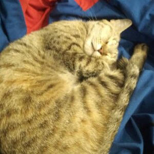 واگذاری گربه