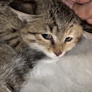 بچه گربه خیلی مظلوم