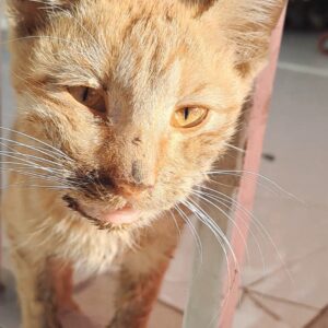 امداد فوری شیراز