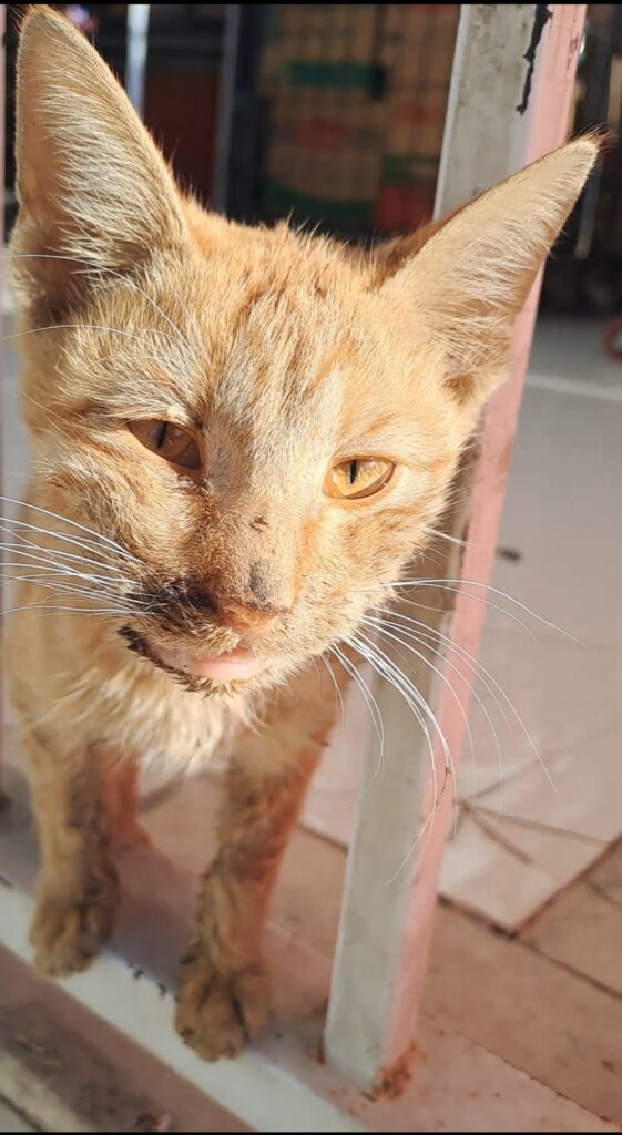 امداد فوری شیراز