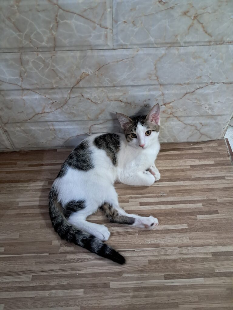 واگذاری رایگان گربه نر و ماده