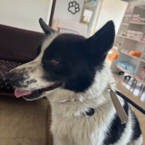 سگ اشتپیتز عقیم شده مهربون