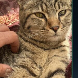 واگذاری گربه تاز ۸ ماهه