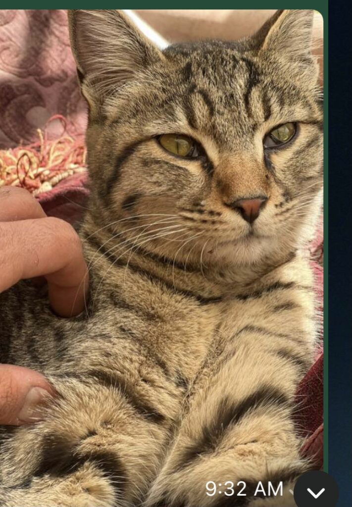 واگذاری گربه تاز ۸ ماهه