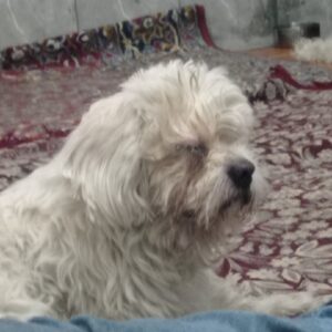 چشم طفلی آسیب دیده