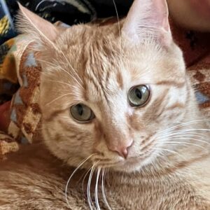 واگذاری رایگان ۲ تا گربه به همراه لوازم